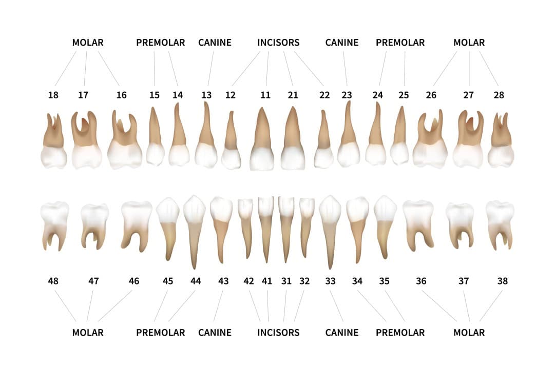 nombres de los dientes-1