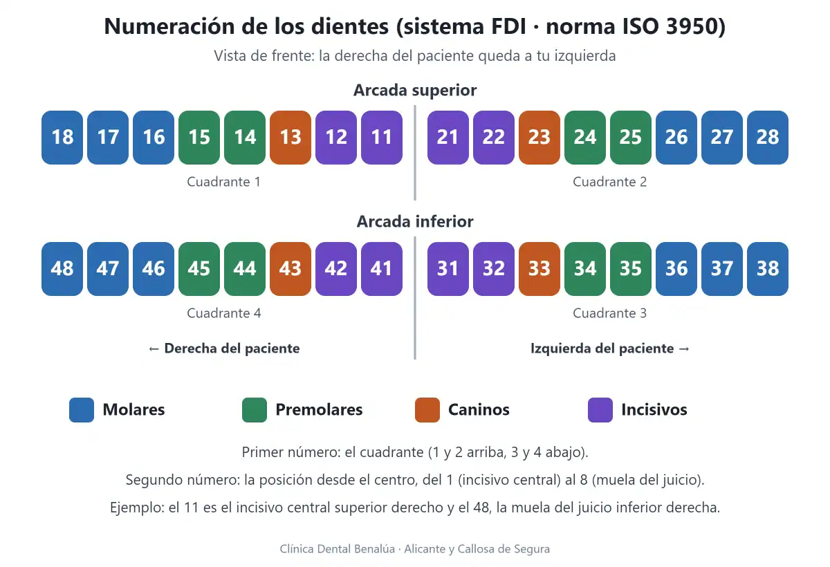 Esquema de la numeración de los dientes con el sistema FDI: cuadrantes 1 a 4 y tipos de diente (incisivos, caninos, premolares y molares)